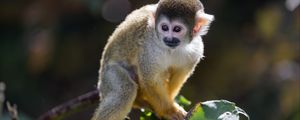 Preview wallpaper monkey, primate, animal, wildlife, branch