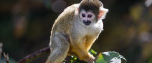 Preview wallpaper monkey, primate, animal, wildlife, branch