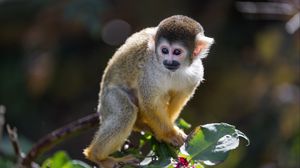 Preview wallpaper monkey, primate, animal, wildlife, branch