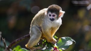 Preview wallpaper monkey, primate, animal, wildlife, branch