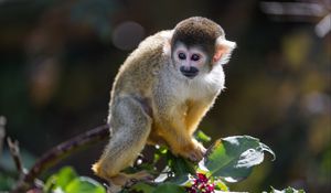 Preview wallpaper monkey, primate, animal, wildlife, branch