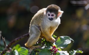 Preview wallpaper monkey, primate, animal, wildlife, branch