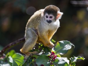 Preview wallpaper monkey, primate, animal, wildlife, branch