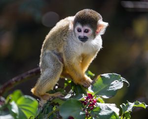 Preview wallpaper monkey, primate, animal, wildlife, branch