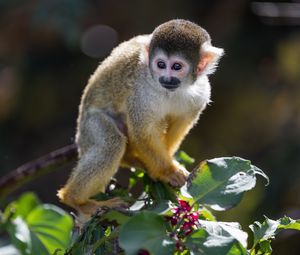 Preview wallpaper monkey, primate, animal, wildlife, branch