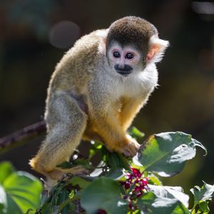 Preview wallpaper monkey, primate, animal, wildlife, branch