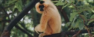 Preview wallpaper monkey, primate, branch