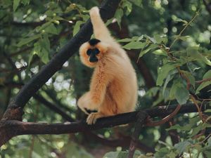 Preview wallpaper monkey, primate, branch