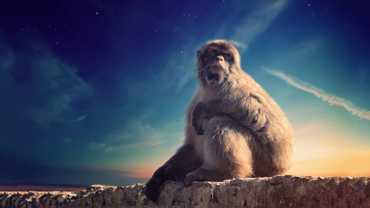 Wallpaper monkey, primate, sits, conceived, animal, wildlife