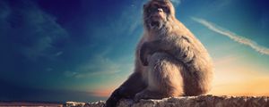 Preview wallpaper monkey, primate, sits, conceived, animal, wildlife