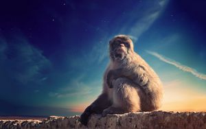 Preview wallpaper monkey, primate, sits, conceived, animal, wildlife