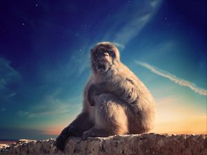 Preview wallpaper monkey, primate, sits, conceived, animal, wildlife