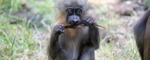 Preview wallpaper monkey, primate, wildlife, funny