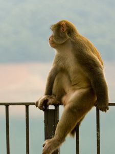 Monyet dating gambar Koleksi Gambar