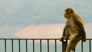 Preview wallpaper monkey, profile, baby