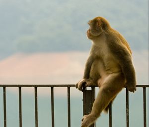 Preview wallpaper monkey, profile, baby