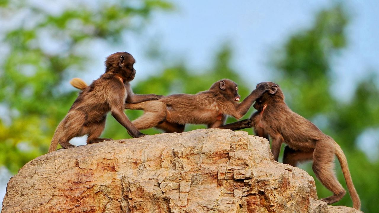 Wallpaper monkey, rock, playful, family