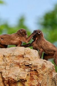 Preview wallpaper monkey, rock, playful, family