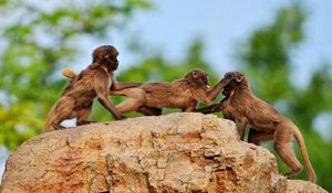 Preview wallpaper monkey, rock, playful, family