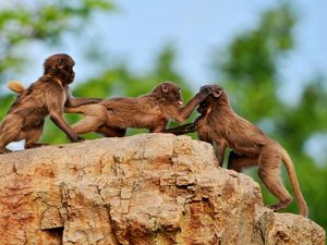 Preview wallpaper monkey, rock, playful, family