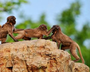 Preview wallpaper monkey, rock, playful, family