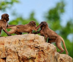 Preview wallpaper monkey, rock, playful, family