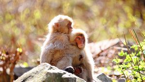 Preview wallpaper monkey, rock, steam, tenderness, care