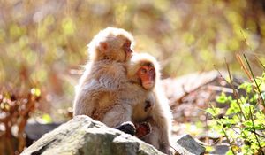 Preview wallpaper monkey, rock, steam, tenderness, care