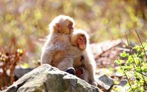 Preview wallpaper monkey, rock, steam, tenderness, care