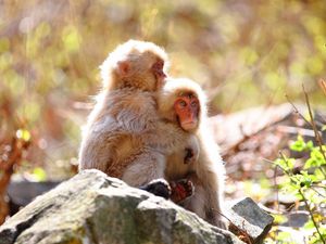 Preview wallpaper monkey, rock, steam, tenderness, care