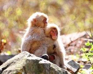 Preview wallpaper monkey, rock, steam, tenderness, care