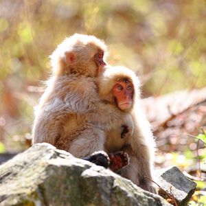 Preview wallpaper monkey, rock, steam, tenderness, care