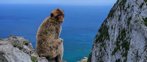 Preview wallpaper monkey, rocks, sea, sky