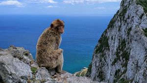 Preview wallpaper monkey, rocks, sea, sky