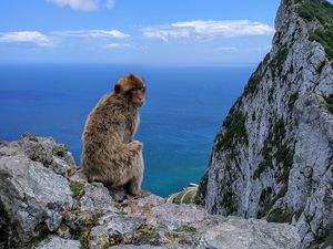 Preview wallpaper monkey, rocks, sea, sky