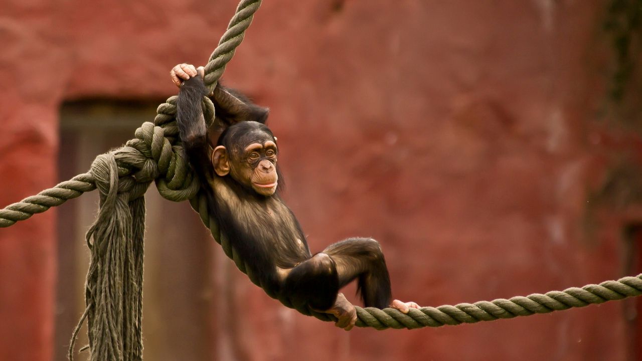 Wallpaper monkey, rope, entertainment