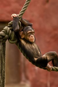 Preview wallpaper monkey, rope, entertainment