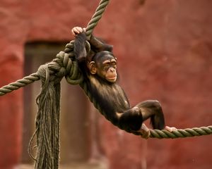 Preview wallpaper monkey, rope, entertainment