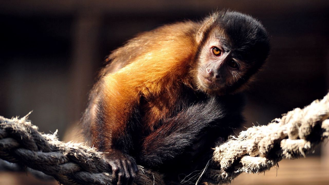 Wallpaper monkey, rope, sit, marmoset, small
