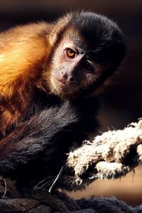 Preview wallpaper monkey, rope, sit, marmoset, small