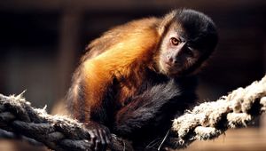 Preview wallpaper monkey, rope, sit, marmoset, small