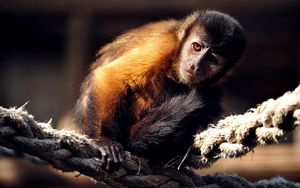 Preview wallpaper monkey, rope, sit, marmoset, small