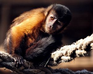 Preview wallpaper monkey, rope, sit, marmoset, small