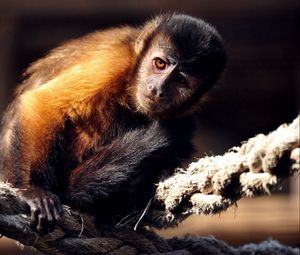 Preview wallpaper monkey, rope, sit, marmoset, small
