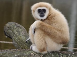 Preview wallpaper monkey, sit, look, sadness