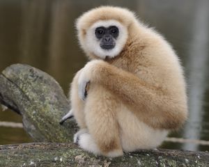 Preview wallpaper monkey, sit, look, sadness