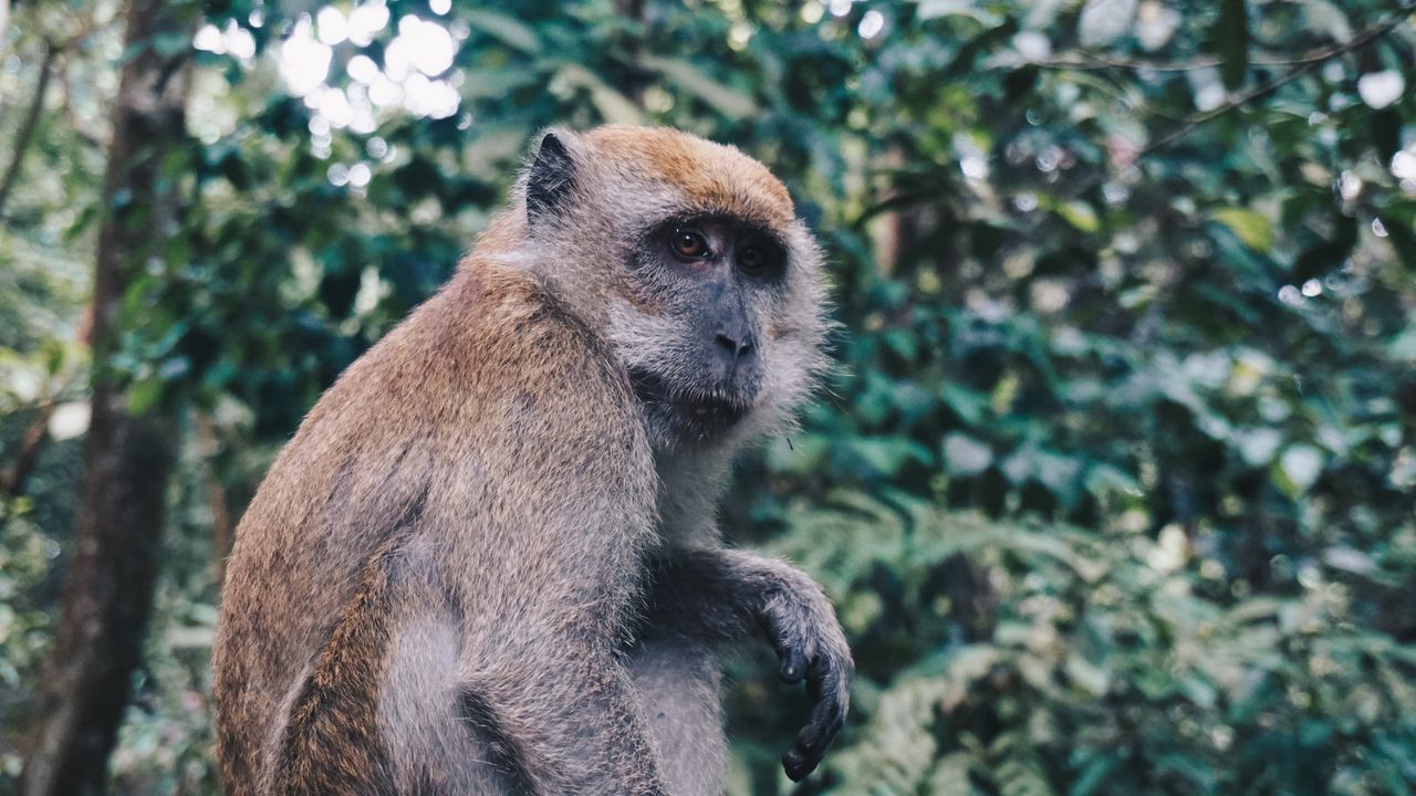 Wallpaper monkey, sitting, primate