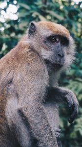 Preview wallpaper monkey, sitting, primate