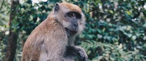 Preview wallpaper monkey, sitting, primate