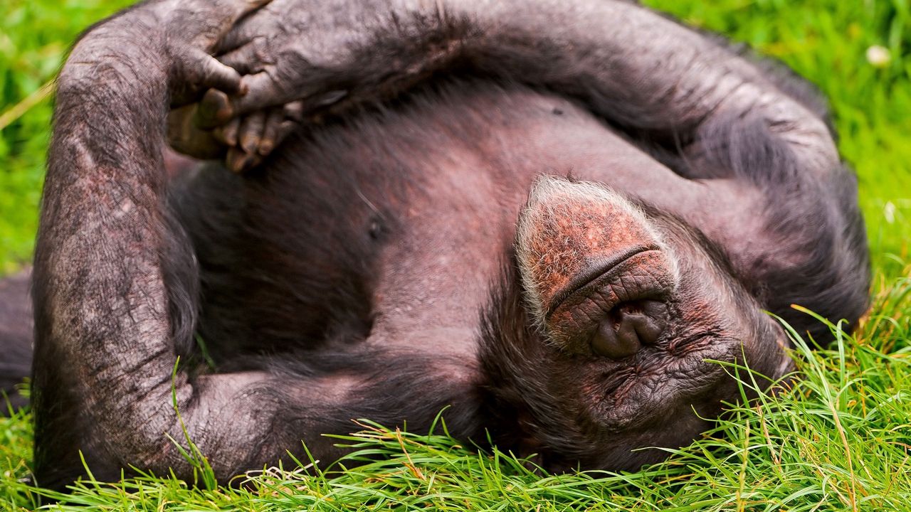 Wallpaper monkey, sleeping, lying, grass